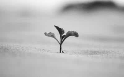 Une plante qui sort du désert